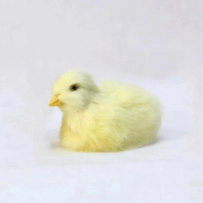 Chick Plush