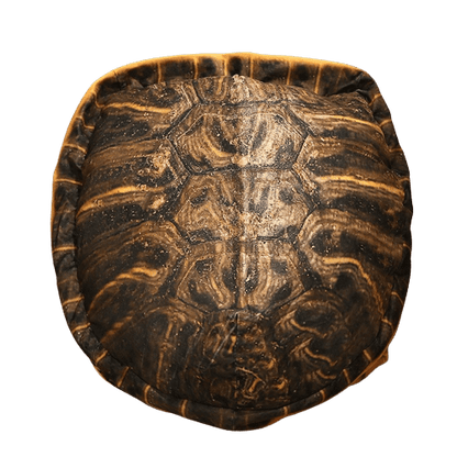 Turtle Shell Plush