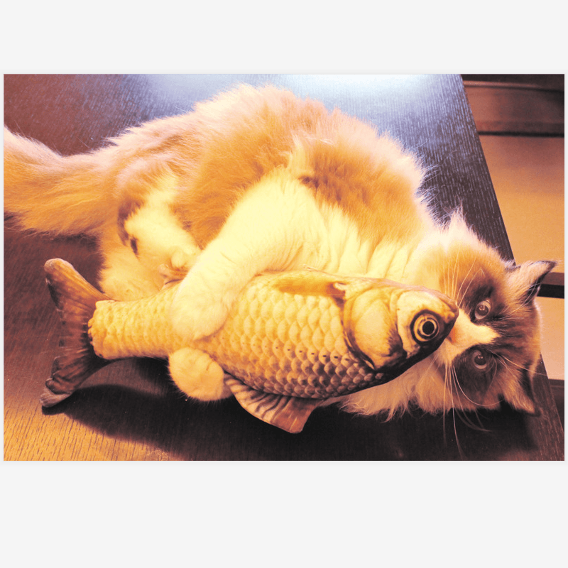 3D Fish Shape Plush Cat Toy Interactive Gifts