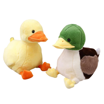 Mignon bébé canard colvert