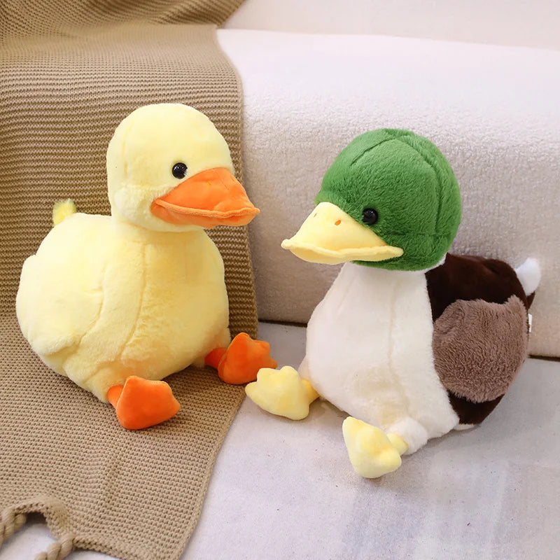 Mignon bébé canard colvert