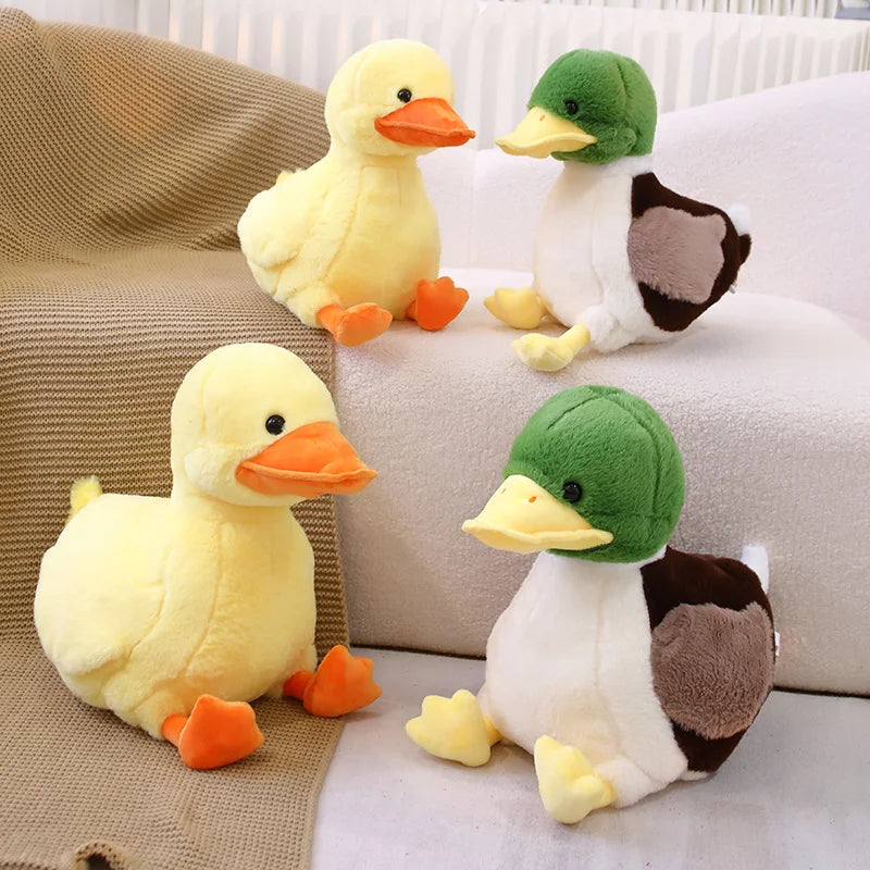 Mignon bébé canard colvert