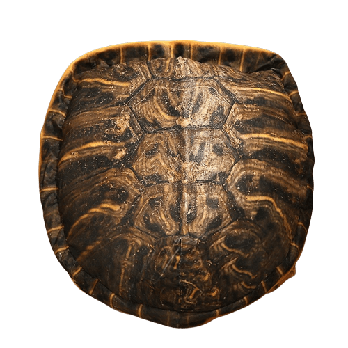 Turtle Shell Plush