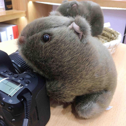Peluche Wombat réaliste et mignon