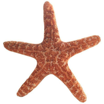 Simulation Starfish Plush Toy